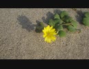 【ガイノイドTalk劇場】一輪の花【VOICEROID劇場】