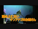 頭の上に白いチンアナゴのお姉さん【タートルトーク】東京ディズニーシー
