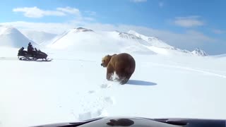 熊に殺されそうになる