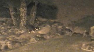 ネコを捕食しようとするコヨーテ