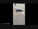 【轉載】中華野獸先輩 Reflection
