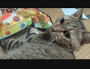 遊び方がわかった？タタルさん　＃187
