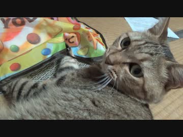 遊び方がわかった？タタルさん　＃187