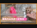 茶サテン毛の長毛ハムスター『モコちゃん』紹介