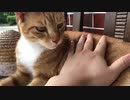 撫でる手を舐めるやつ