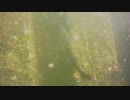 激安アクションカメラを海に沈める動画