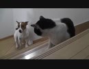 ジャックラッセルテリアｖｓネコその３