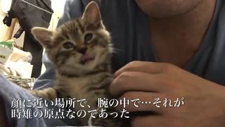 ばかまじめ猫うどん職人、うどんこねるか？甘えるか？