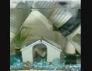 #金魚小屋に集まる金魚ちゃん達