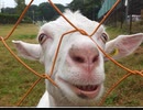 Goat Simulator 全世界の八木さんに捧ぐ