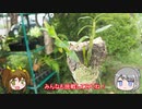 【ゆるふわ植物日記#8】セッコクのコルク着けにチャレンジ！【植物解説】