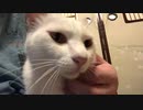 純白のゴロゴロ音