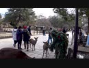 奈良公園の鹿とのふれあい