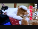 避妊しないとこうなります【猫の発情】