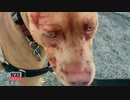 猫がピットブルを襲い怪我をさせる（ニュース）
