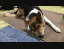 ウリボーのお味はいかに。ワンタ気にいるかなー？　犬が仕留めたウリボーを解体して餌にするまで　その3