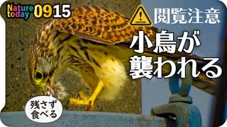 0915【スズメが襲われ食べられる】小さな猛禽類チョウゲンボウとモズの捕食。ムクドリがペリット吐く、野生化したインコの鳴き声、ハクセキレイ縄張り争い、キジバト水浴び #身近な生き物語