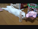 うさぎさんにバスケを教えてみようとしたのですが