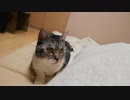 猫と添い寝の夜＆朝【夏ver】