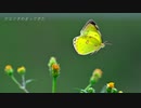 秋　モンキチョウ