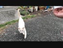 猫召喚してみた