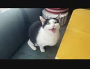 めちゃ鳴いてくるみゃーと主♂の日常の掛け合い