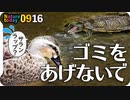 0916【カルガモと亀がゴミを食べそうに、酷い】ヒヨドリ幼鳥の水浴び、スズメの米騒動、カエルがカラスに食べられる、カワセミにチョウゲンボウ【今日撮り野鳥動画まとめ】 #身近な生き物語