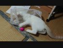 拾い猫の子育て26