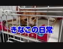 【絶体絶命】猪に喰われそうになった野良猫を思い切って保護してしまった結果【part8】