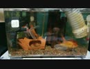 #今日の金魚ちゃんは、別荘がお気に入り♪