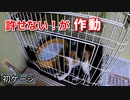 猫をケージに入れたらこうなりました