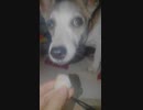 梨食いのマロンさん