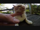 神社のベンチでリラックスしたかわいい野良猫