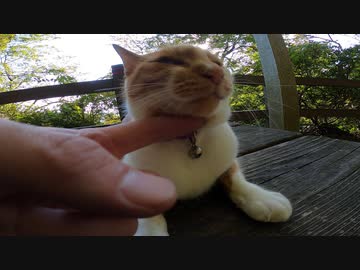 神社のベンチでリラックスしたかわいい野良猫