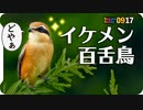 0917【モズの鳴き声とイケメン顔】オナガ親子にカルガモコガモ。猛禽類ツミの急降下。朝鮮朝顔の実【今日撮り野鳥動画まとめ】 #身近な生き物語