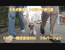 【ミーモ】トリミングを終えて帰宅フルバージョン【散歩】