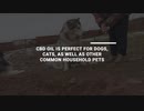 CBD For Dogs