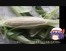 ゆっくり農民142トウモロコシを育ててみませんか？＃12