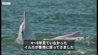 希少な白イルカ、新型ウイルス流行で香港の海に戻る