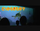 どっからきたの？