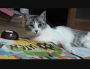 遊び方を完全に間違ってるアルフィノ　＃188