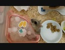 【ハムスター】さらちゃんのさらさら活動日記その24