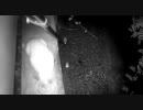 猫のカリカリ音は癒し