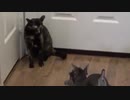 犬（ミニチュアシュナウザー）ｖｓ猫その４