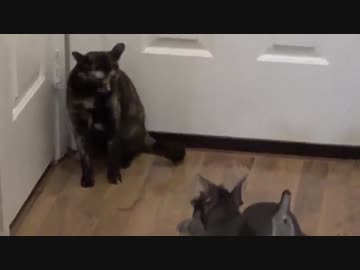 犬（ミニチュアシュナウザー）ｖｓ猫その４