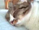 au W61CA　初動画撮影　（2008.6.12）