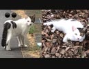 202009190737【Dot⚫️1⚫️⚫️2 St.ray Cats's ''Paul&Joe-like'' attract?】bgm:Battle of Waterloo(G.Anderson)