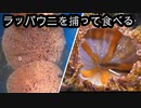 【ぴ】神経毒をもつ毒ウニ！ラッパウニを食べてみた！毒ウニBBQ