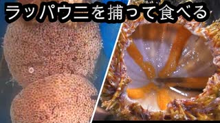 【ぴ】神経毒をもつ毒ウニ！ラッパウニを食べてみた！毒ウニBBQ