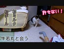 掃除機に立ち向かってみた猫